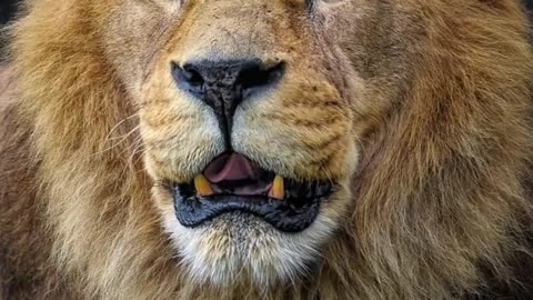 African Lion: King of the Savanna! #facts #wildlife #animals #africa #lion #hunter #predators