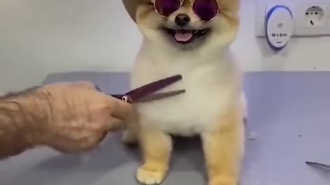 This Dog Gets Cut