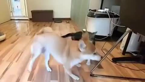 evil cat mocks the dog