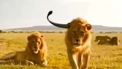 Lion Attitude Quotes Status Motivational video