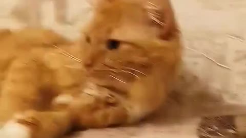 Kitty Kaboodle: A Collection of Hilarious Cat Moments