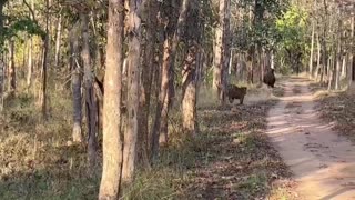 Animal: Tiger chasing prey