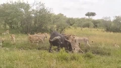 Claws,_paws_in_jawbreaking_fight_between_buffalo_and_a_pride_of_lions.__Maasai_Mara.