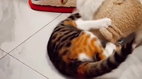 Cat And Dog Fighting Videos Cat And Dog Funny Compilation 2023 Animals Funny Videos #shorts #cats