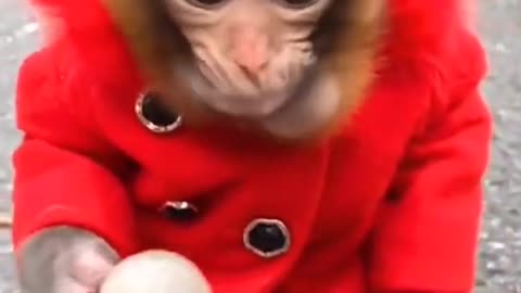 funniest monkey videos