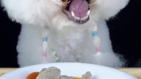 Funny animal video