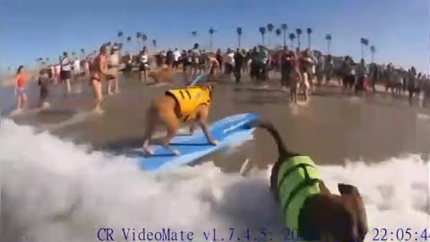 Dog surfing competition in California