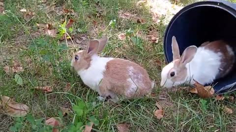 cute rabbit | cute animals video compilation | baby bunny-11