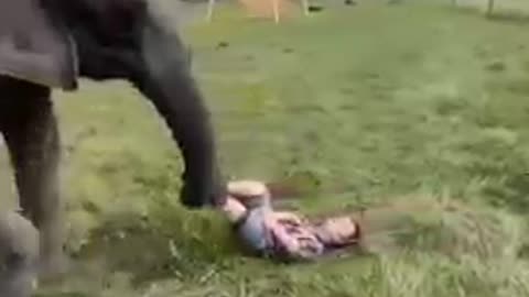 ELEPHANT FUNNY MOMENT Animal Shorts Video #shorts