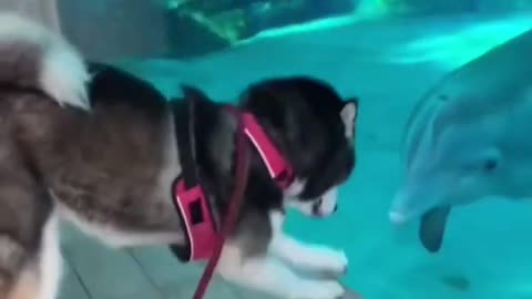 Husky & Dolphin become BEST FRIENDS 😱😍 (SO CUTE!)