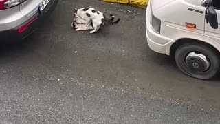 Trio of Cats Scurry Away After Getting Caught Fooling Around