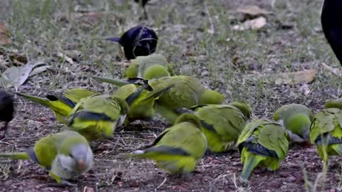 Monk parakeet