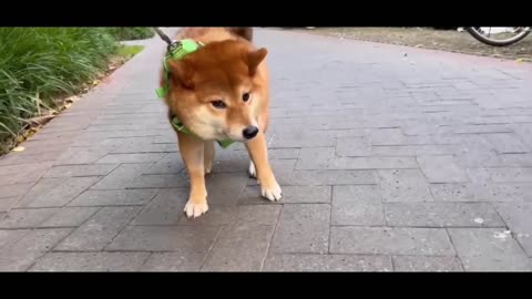 Stubborn little Shiba Inu.