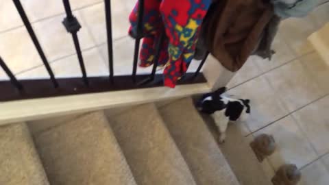 French Bulldog pup Emery climbs the stairs like a Boss