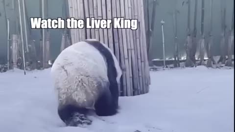 Panda Discovers Something Interesting | funny panda videos | Funny Animal videos