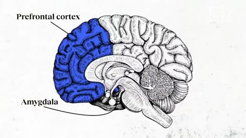 Anxiety evolved to help us — what went wrong? A neuroscientist explains. | Wendy Suzuki