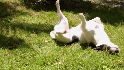 Funny Cute Puppy Wallowing on the Grass. Slow Motion