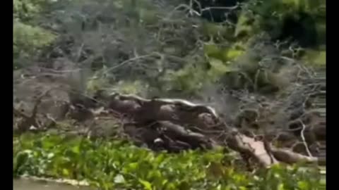 Giant anaconda in the Paraná River, Brazil