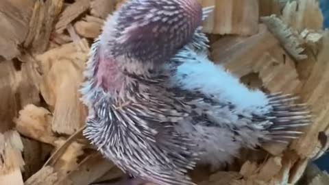 These beautiful baby English Budgies are almost ready for their forever home😍