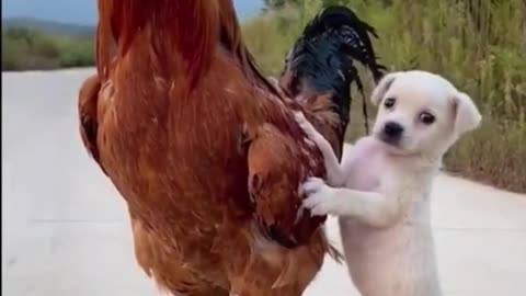 Little Dog Play and Ride on Chicken #shorts