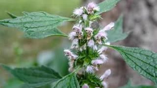 Motherwort (Leonorus Cardiaca)