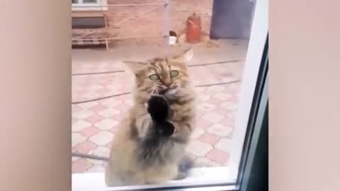 cat funny video (if you miss this you miss the best video!!)