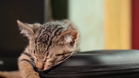 Little kitten super sleepy funny cat video
