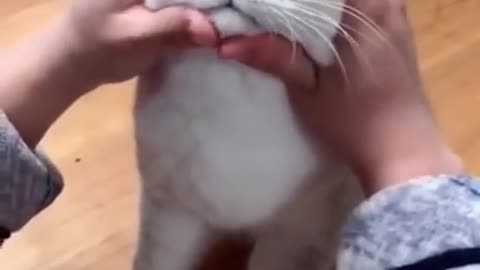 Most Satisfying Funny Cat Video