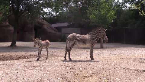 Baby Grevy's zebra at Saint Louis Zoo