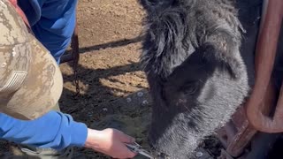 Curious Cow Gets Nose Full of Porcupine Quills