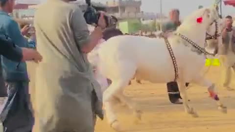 Beautiful Horse Dance