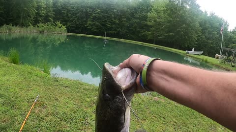 Farm pond flatheads