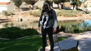 Dude figures out perfect way to walk multiple dogs