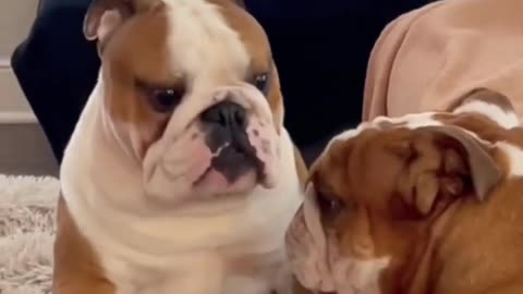 Funniest Animal Video Best Funny Dog video _shorts _funny _comedy