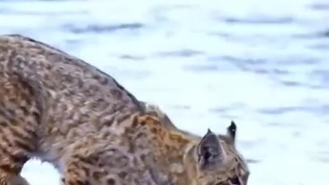 Tiger Pub Jump - Viral Animals Video Clip - Funny Animals rumble video