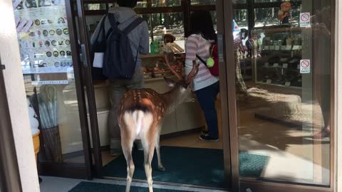 Wild Deer Patiently Waits In Line At A Japanese Ice Cream Shop
