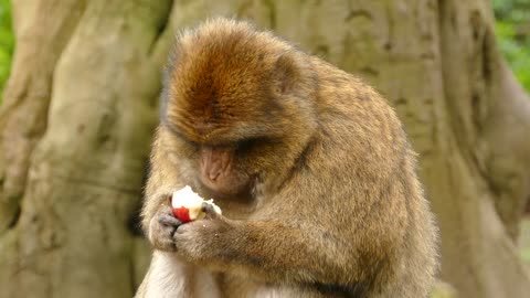 What a beautiful monkey king eating fruit