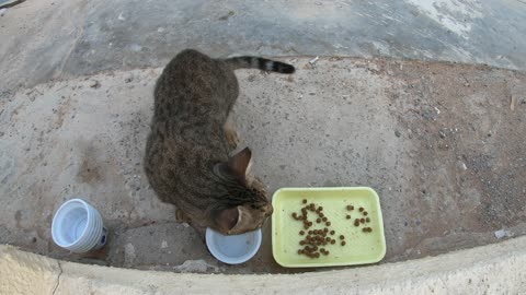 CHRIS MARTIN & MICHAEL JACKSON - Homeless cats in Ras Al Khaimah, UAE #ChrisMartin #MichaelJackson