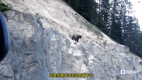 Bear Attack Goat