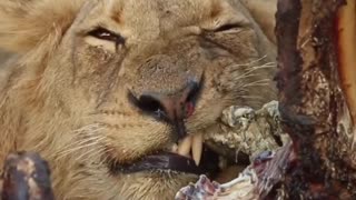 Lion Feasts on Carcass