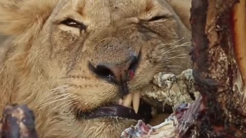 Lion Feasts on Carcass