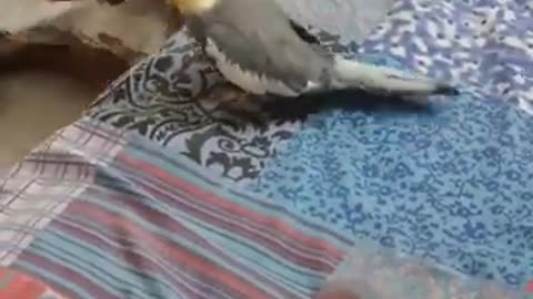 Cockatiel Playing -- pee ka boo -- #cockatiel #playing #birds #pets #shorts #viral #ytstudio