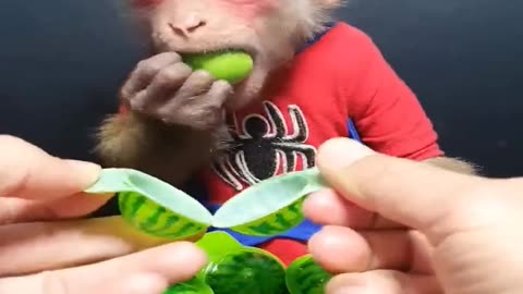 baby monkey Eats Watermelon Candy ASMR