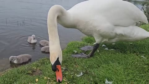 Mother Swans & Babies