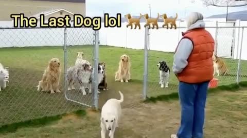 You have to see this till the end 🐶😁