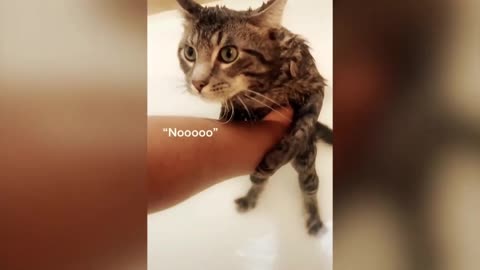 CAT does not want to bath