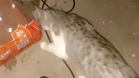 Kitty Gives Human an Unexpected Present