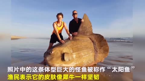 The monster "Sunfish" ran aground on Australian beach.