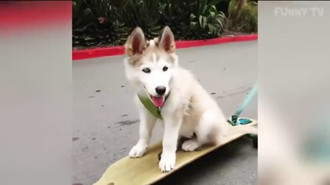 Funny Husky and Alaskan Malamute Videos Compilation