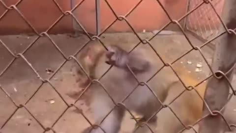 Monkey funny video